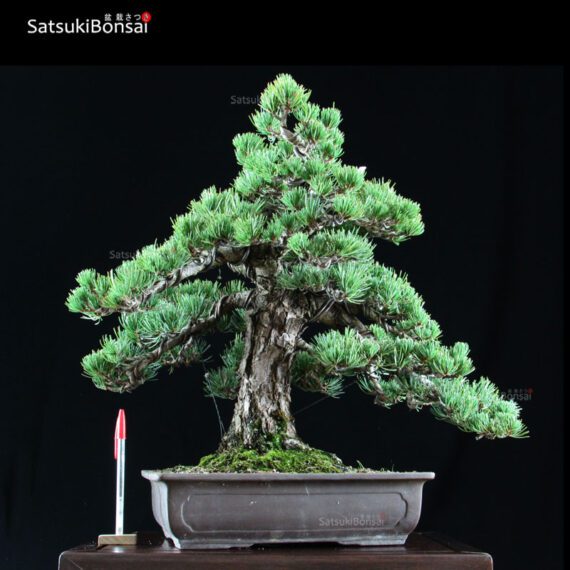 0698_1.jpg Pino Pentaphilla Goyomatsu VENDUTO - immagine 1