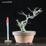 Ilex serrata maschio  VENDUTO