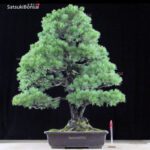 Pino Pentaphilla Goyomatsu VENDUTO