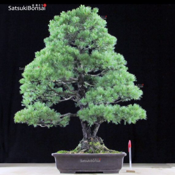 0715_1.jpg Pino Pentaphilla Goyomatsu VENDUTO - immagine 1