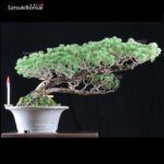 Pino Pentaphilla Goyomatsu VENDUTO