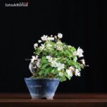 Malus Sieboldii  VENDUTO