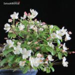 Malus Sieboldii  VENDUTO - immagine 2