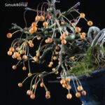Malus Sieboldii  VENDUTO - immagine 3