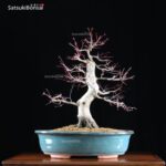 Acero palmato var. Deshojo VENDUTO - immagine 8