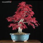 Acero palmato var. Deshojo VENDUTO - immagine 3