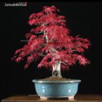 Acero palmato var. Deshojo VENDUTO - immagine 5