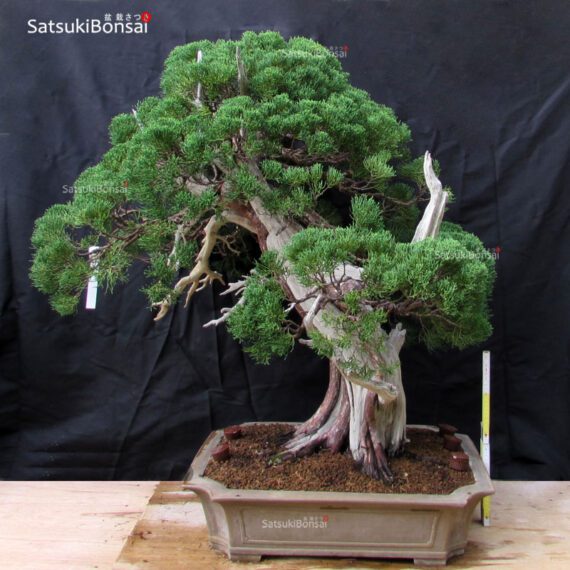 Juniperus Chinensis VENDUTO - immagine 2