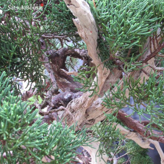 Juniperus Chinensis VENDUTO - immagine 20