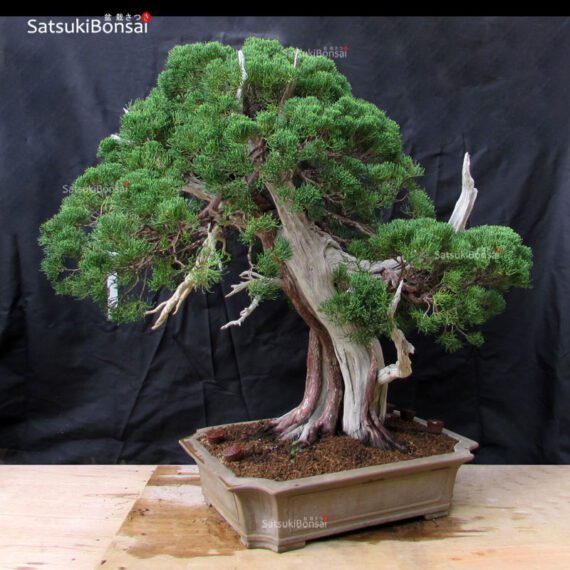 Juniperus Chinensis VENDUTO