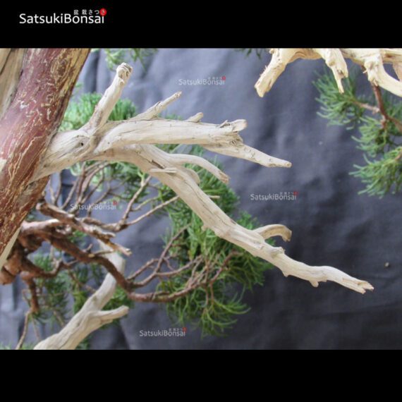 Juniperus Chinensis VENDUTO - immagine 21