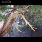 Juniperus Chinensis VENDUTO - immagine 22