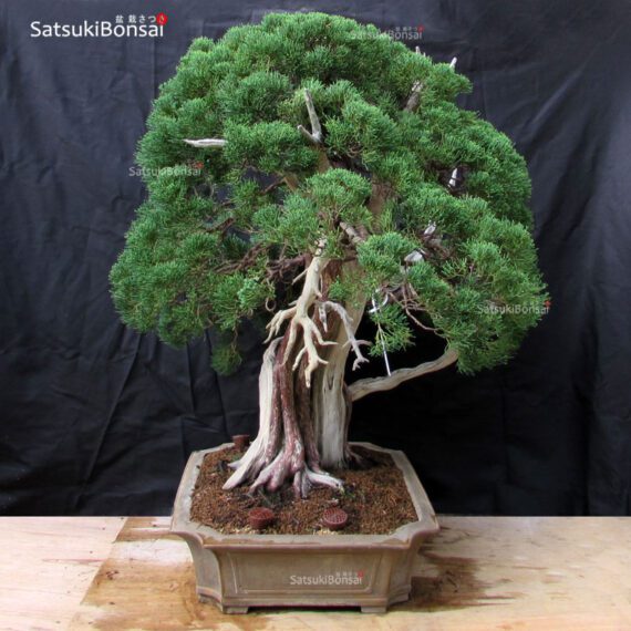 Juniperus Chinensis VENDUTO - immagine 3