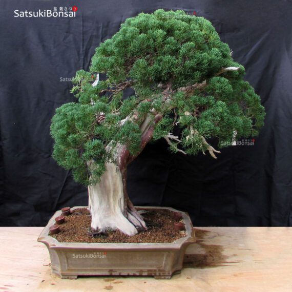 Juniperus Chinensis VENDUTO - immagine 4