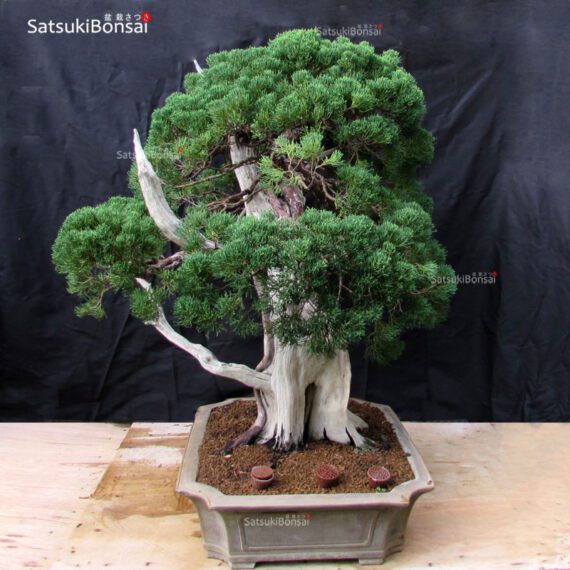 Juniperus Chinensis VENDUTO - immagine 5