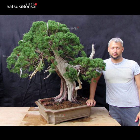 Juniperus Chinensis VENDUTO - immagine 6