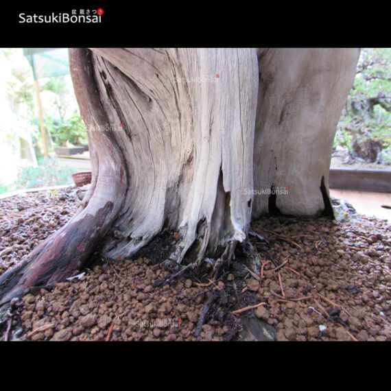 Juniperus Chinensis VENDUTO - immagine 11