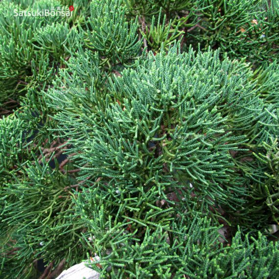 Juniperus Chinensis VENDUTO - immagine 10