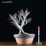 Enkianthus Perulatus  VENDUTO