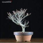 Enkianthus Perulatus  VENDUTO - immagine 2