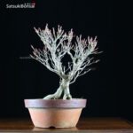 Enkianthus Perulatus  VENDUTO - immagine 3