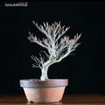 Enkianthus Perulatus  VENDUTO - immagine 4