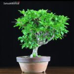 Enkianthus Perulatus  VENDUTO - immagine 6