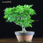 Enkianthus Perulatus  VENDUTO - immagine 7
