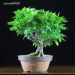 Enkianthus Perulatus  VENDUTO - immagine 5