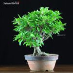 Enkianthus Perulatus  VENDUTO - immagine 8