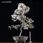 Fuji Sakura Ciliegio da fiore VENDUTO - immagine 2