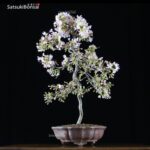 Fuji Sakura Ciliegio da fiore VENDUTO - immagine 3