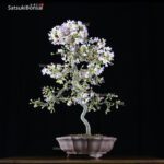 Fuji Sakura Ciliegio da fiore VENDUTO - immagine 4