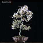 Fuji Sakura Ciliegio da fiore VENDUTO - immagine 5