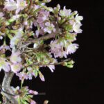 Fuji Sakura Ciliegio da fiore VENDUTO - immagine 6