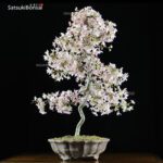 Fuji Sakura Ciliegio da fiore VENDUTO