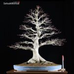 Acero Palmato Yamamomiji  VENDUTO - immagine 7