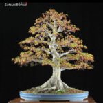 Acero Palmato Yamamomiji  VENDUTO - immagine 6