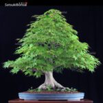 Acero Palmato Yamamomiji  VENDUTO