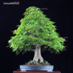 Acero Palmato Yamamomiji  VENDUTO - immagine 4