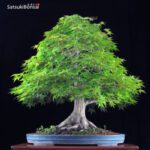 Acero Palmato Yamamomiji  VENDUTO - immagine 3