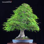 Acero Palmato Yamamomiji  VENDUTO - immagine 2