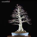 Acero Palmato Yamamomiji  VENDUTO - immagine 8