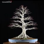 Acero Palmato Yamamomiji  VENDUTO - immagine 9