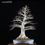 Acero Palmato Yamamomiji  VENDUTO - immagine 10