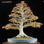 Acero Palmato Yamamomiji  VENDUTO - immagine 5