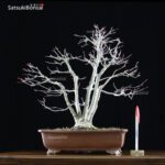 Acero Palmato Yamamomiji  VENDUTO