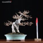 Acer Buergerianum VENDUTO