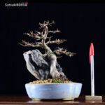 Acer Buergerianum  VENDUTO