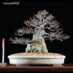 Acer Buergerianum - Kaede VENDUTO